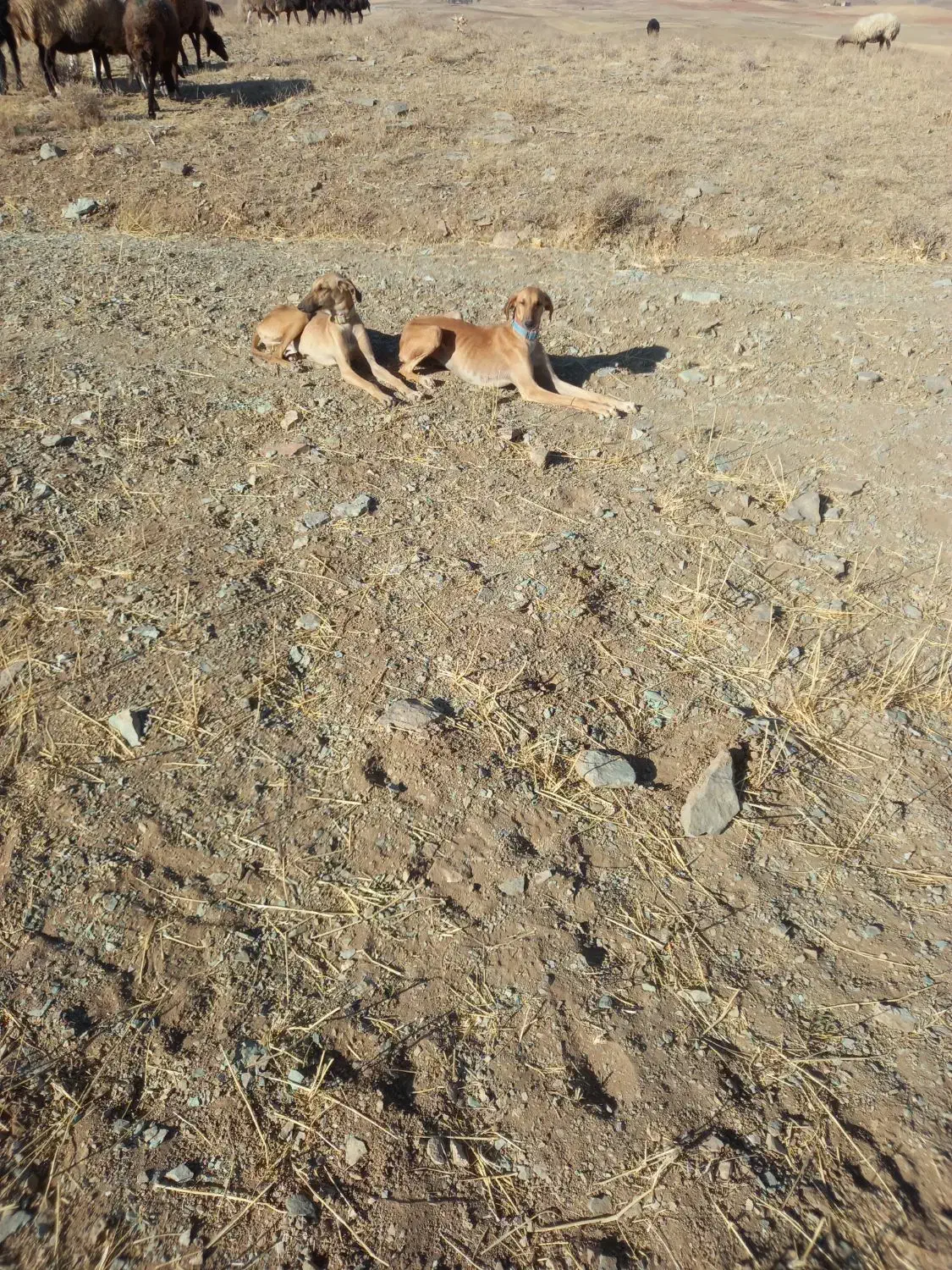 سلام واگذاری دوتا تول تازی|سگ|کمیجان, |دیوار