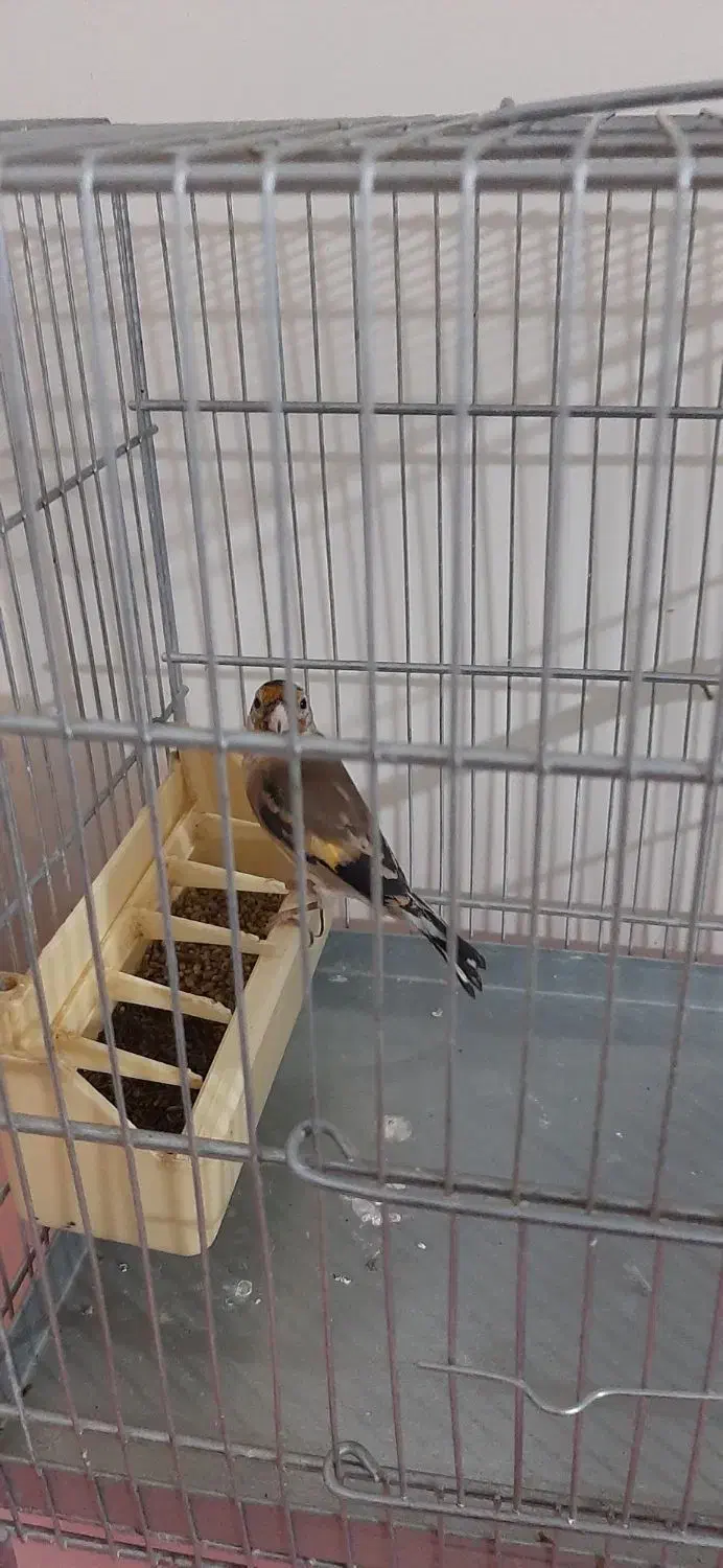 ماده سهره جوجه قفس|پرنده|کرمانشاه, |دیوار