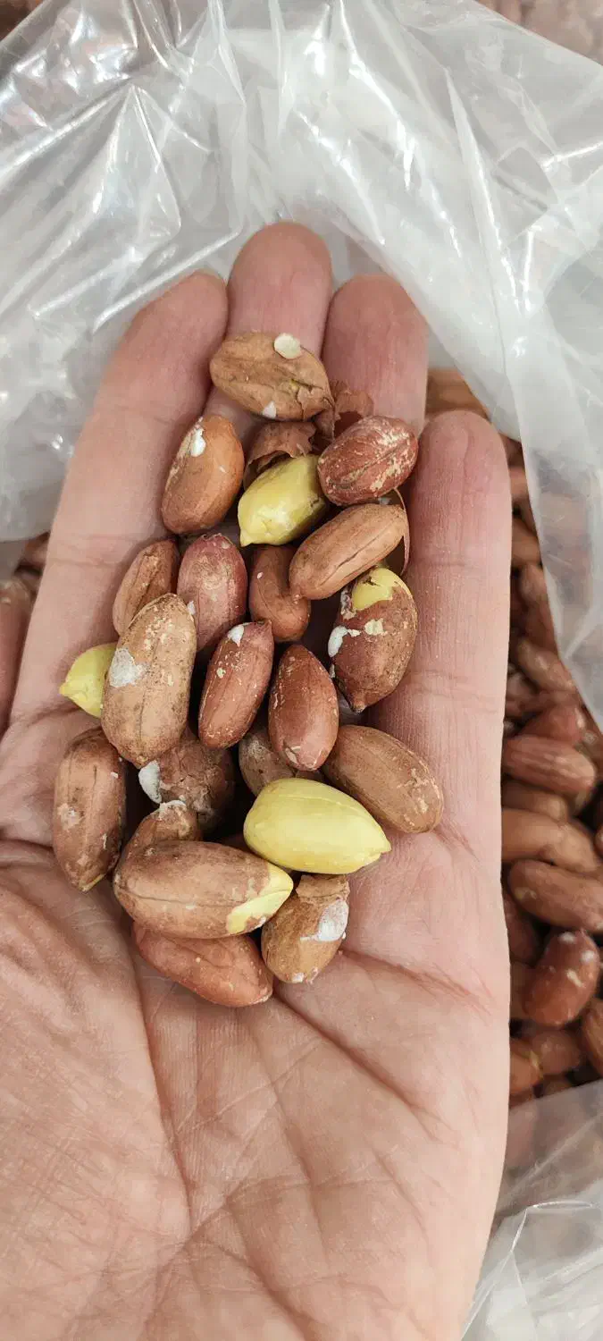 انواع برنج درجه ۱ ، حبوبات و چای ممتاز شمال زیبا|خوردنی و آشامیدنی|هشتگرد, شهرک بعثت|دیوار