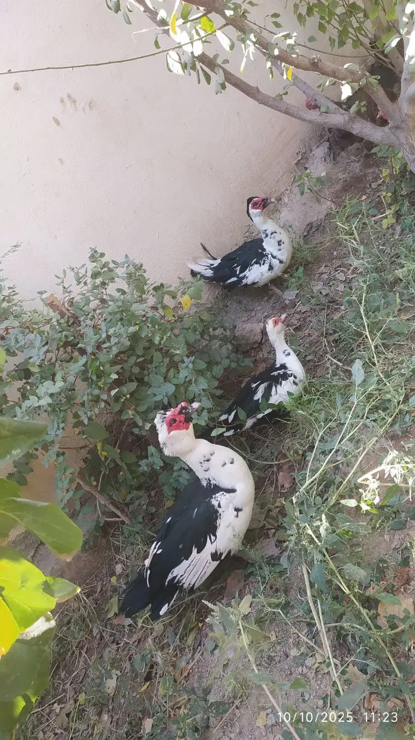 تعدادی بوغلمون واردک اسرائیلی برای فروش|حیوانات مزرعه|نسیم‌شهر, |دیوار