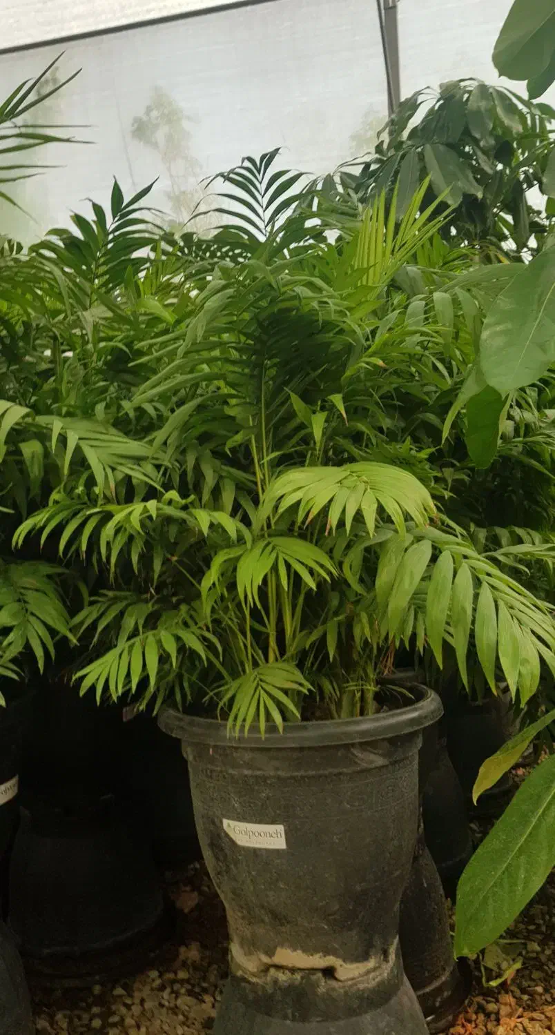 گیاه شامادورا|گل و گیاه طبیعی|تهران, عباسآباد|دیوار