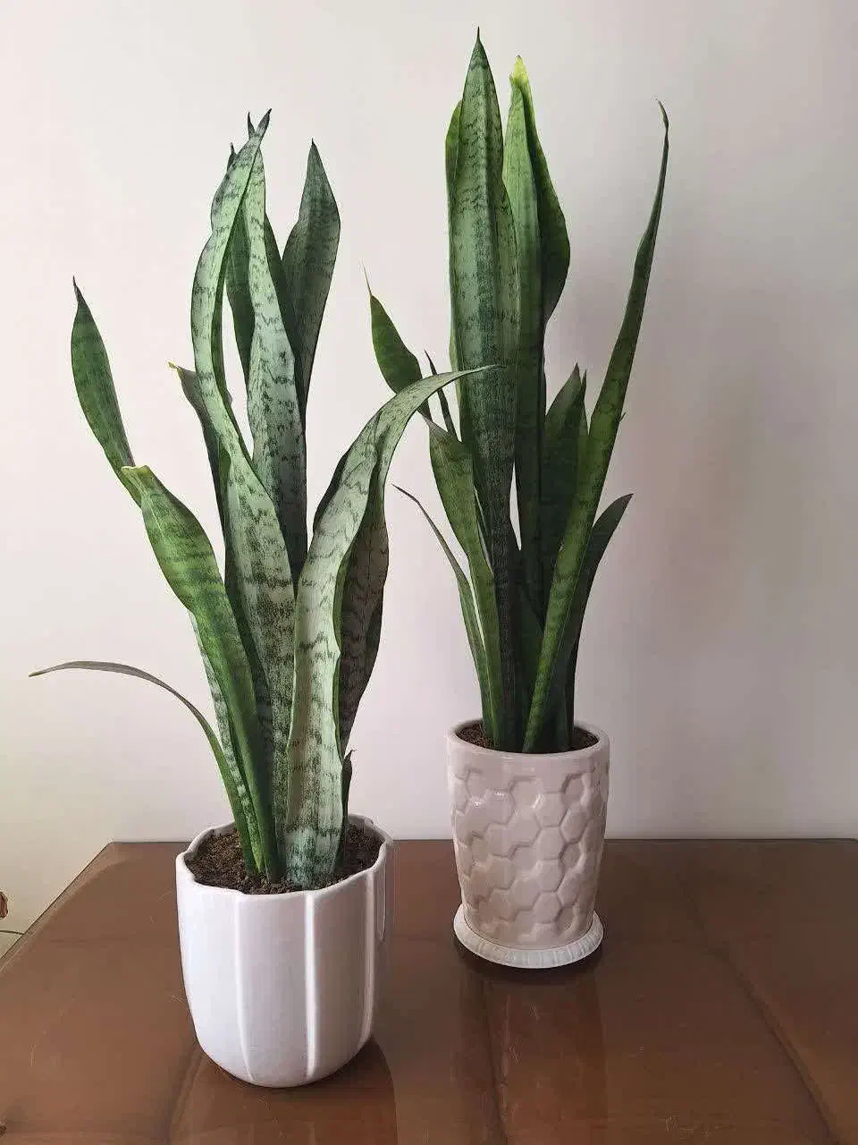 گل طبیعی آپارتمانی|گل و گیاه طبیعی|هشتگرد, شهرک ایران خودرو|دیوار