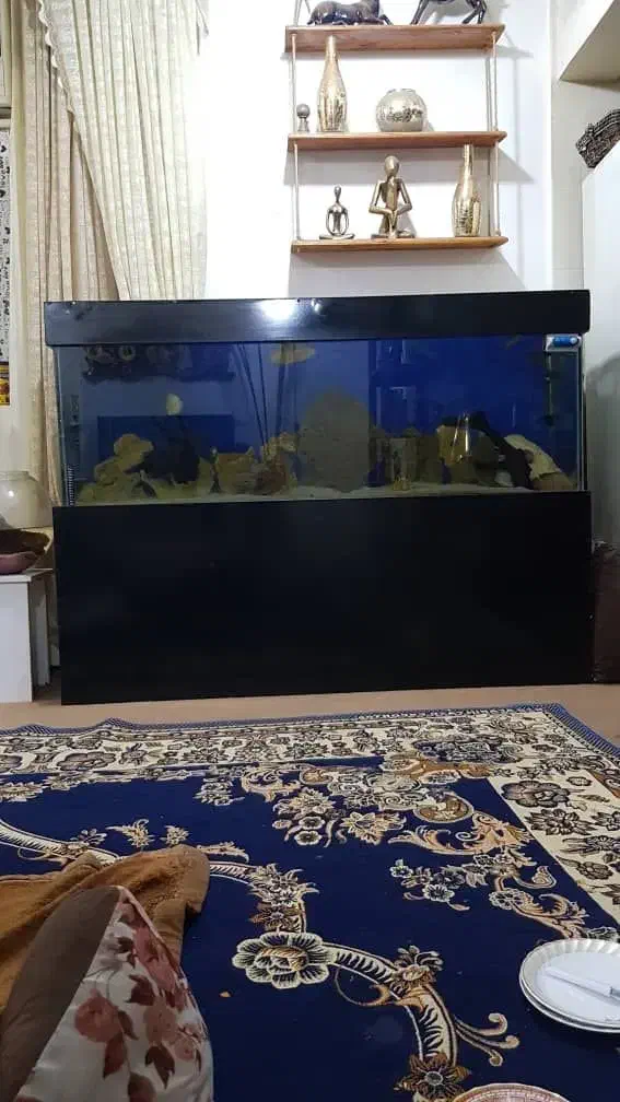 اکواریوم|ماهی|بهبهان, |دیوار