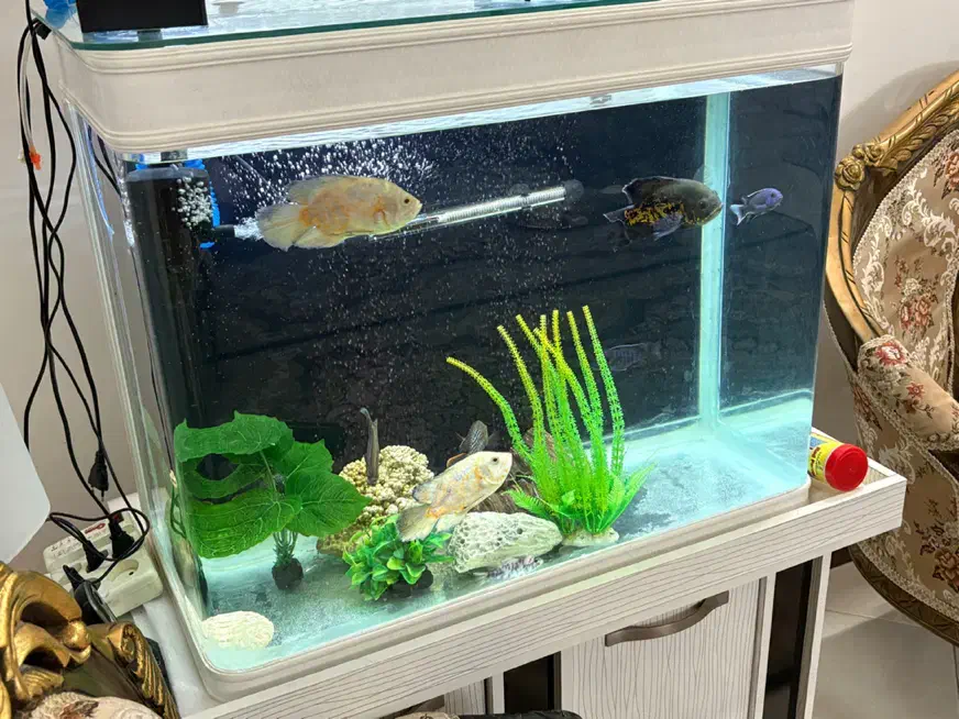 اکواریوم و ماهی|ماهی|شهریار, شهرک شاهد|دیوار