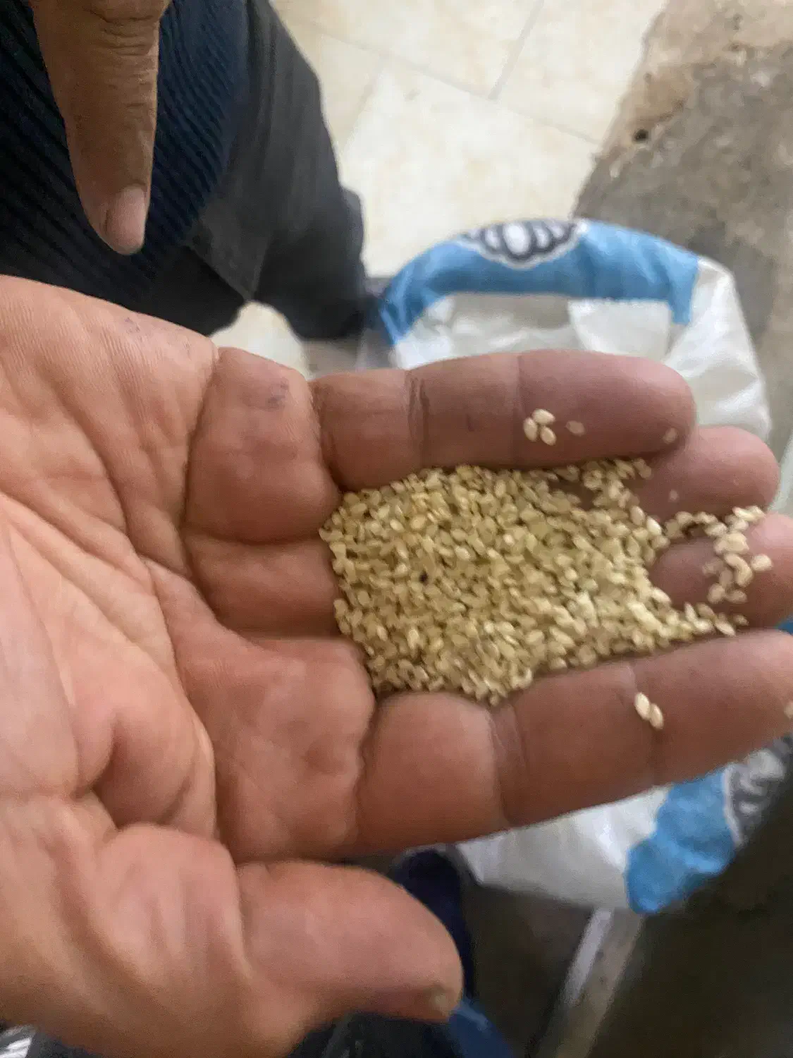 کنجد|عمدهفروشی|تکاب, |دیوار