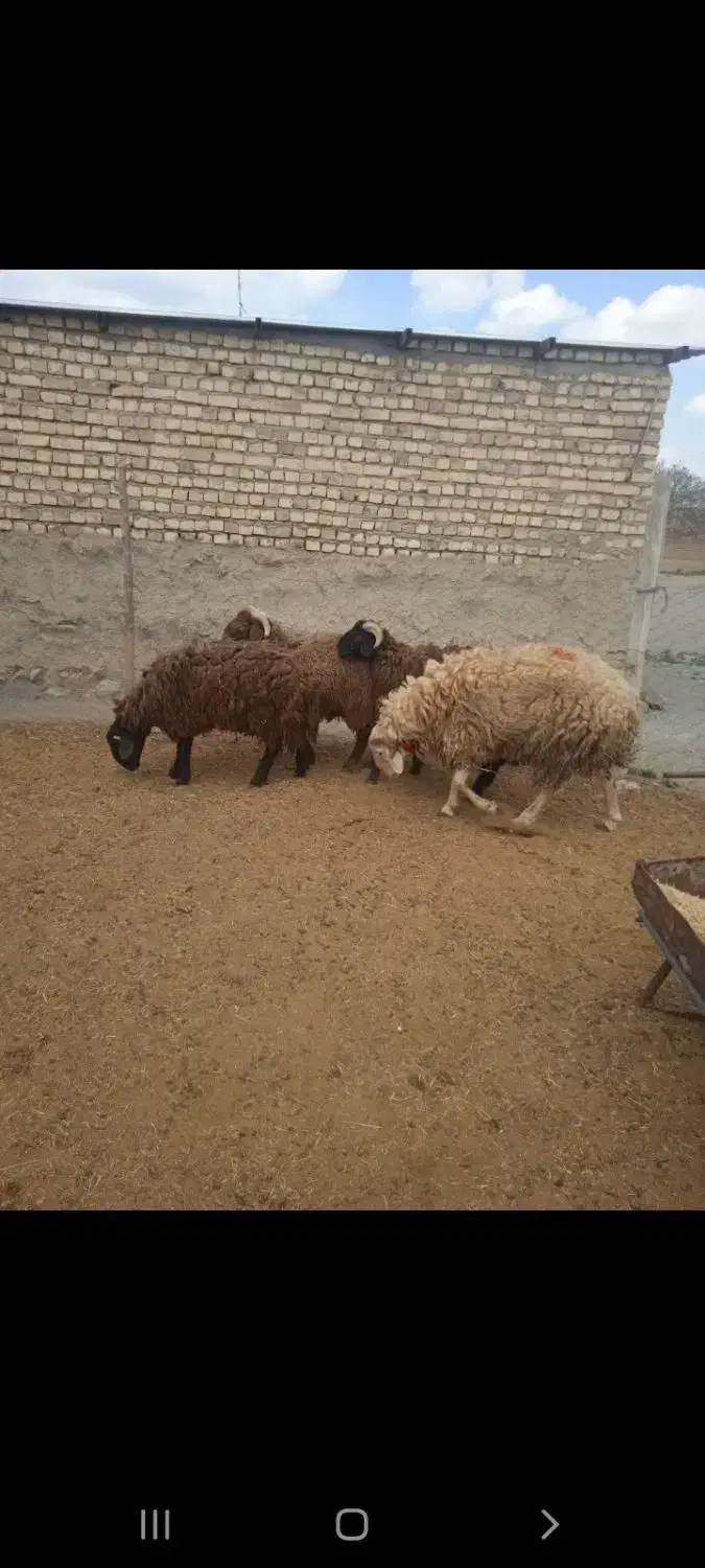 بره نر|حیوانات مزرعه|شیدا, |دیوار