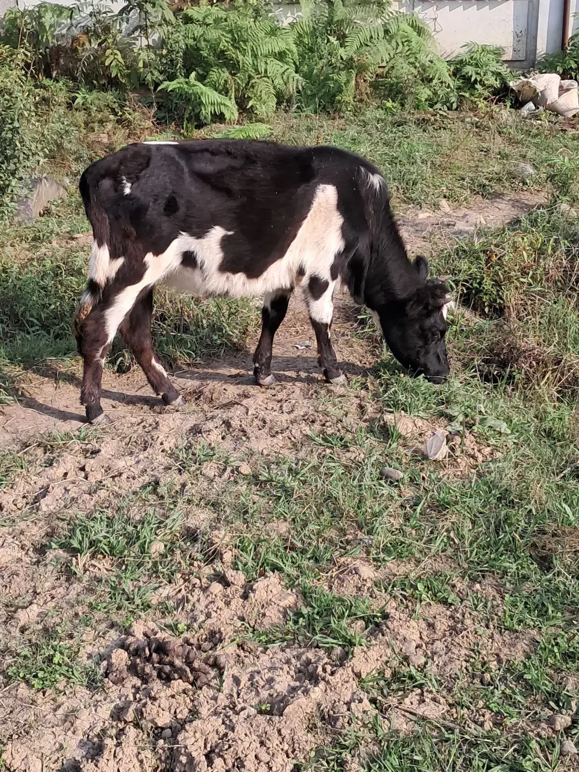 گاومحلی|حیوانات مزرعه|شاندرمن, |دیوار