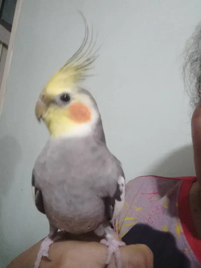 عروس هلندی کمشده|پرنده|شاهینشهر, فیض|دیوار