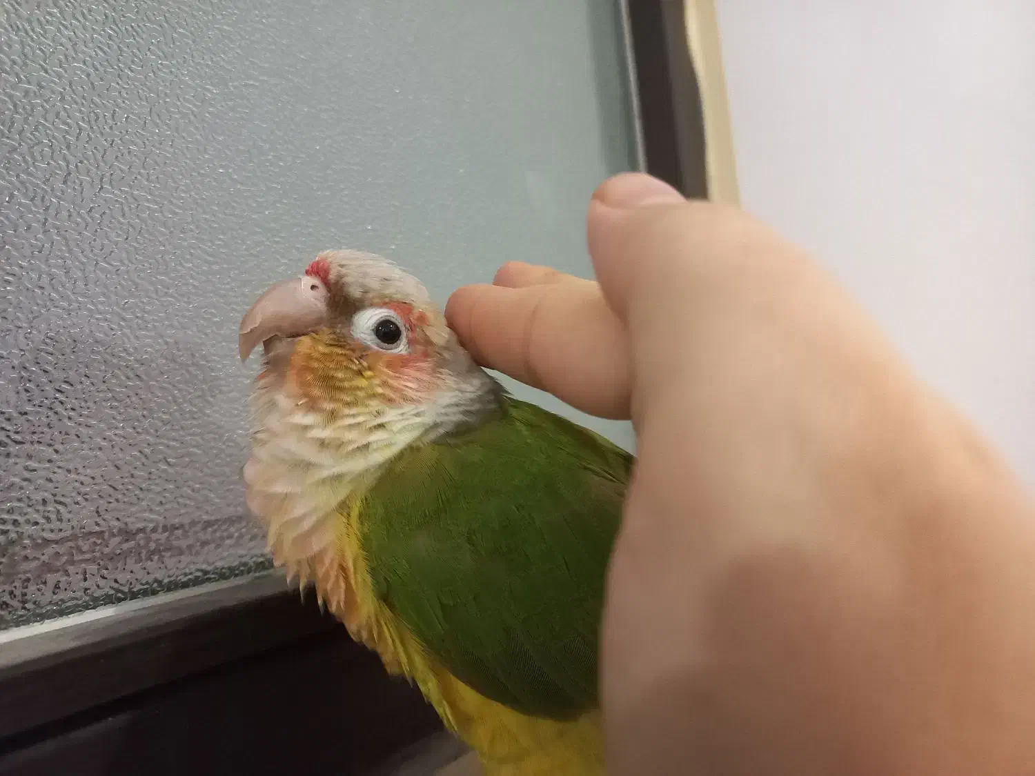 طوطی گرینچیک سخنگو بیش از ۱۰کلمه. رام چلوندنی دستی|پرنده|اردبیل, |دیوار