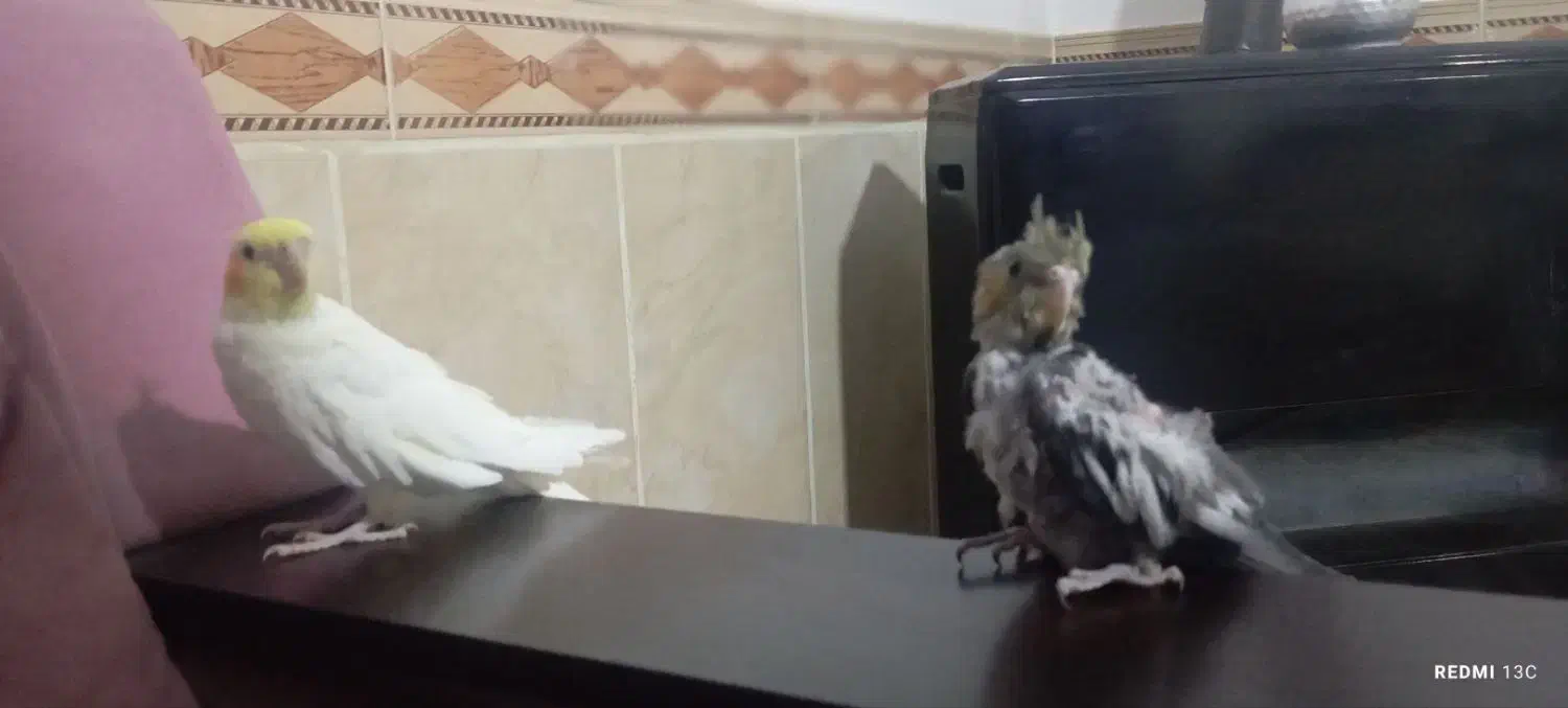 سرگرمی و فراقت|پرنده|آشخانه, |دیوار