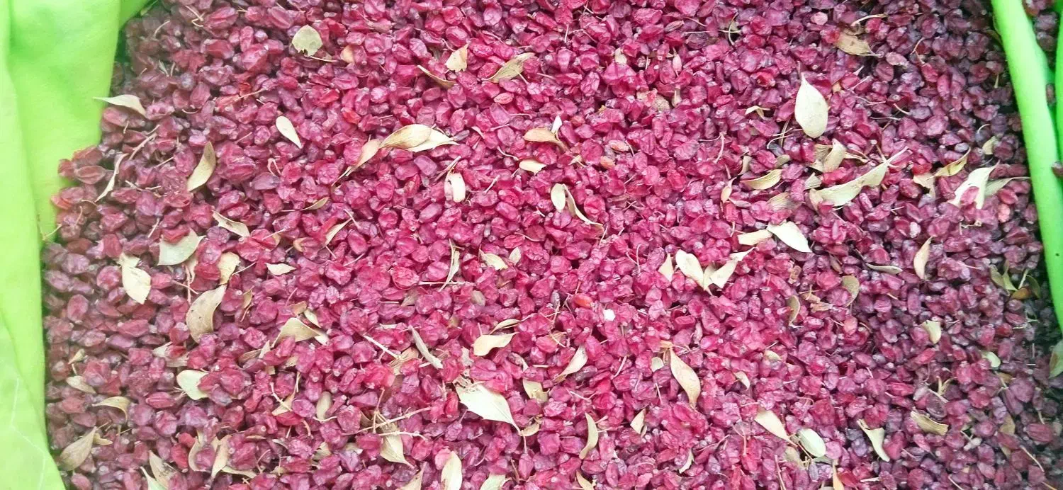 زرشک باد کش|خوردنی و آشامیدنی|سربیشه, |دیوار