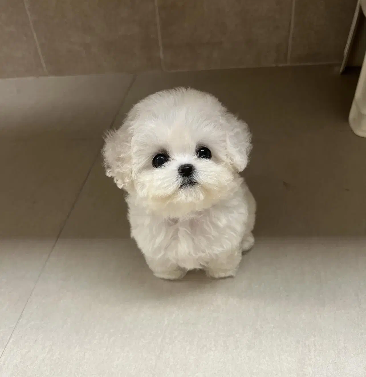 پودل فرفری|سگ|اهواز, ۲۰۰۰واحدی|دیوار