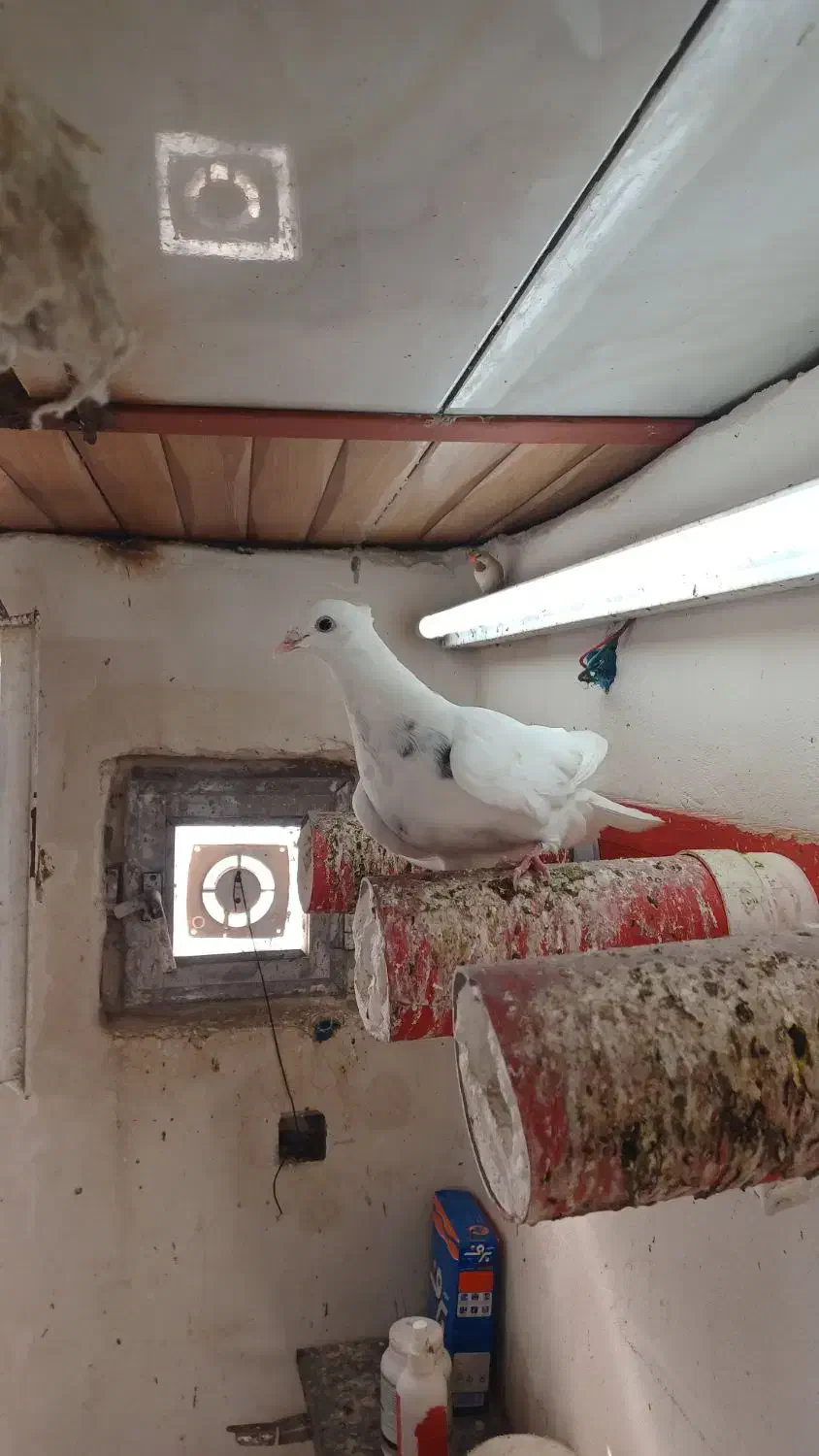 مرغ عشق معمولی و پروانیی|پرنده|بندر ماهشهر, |دیوار