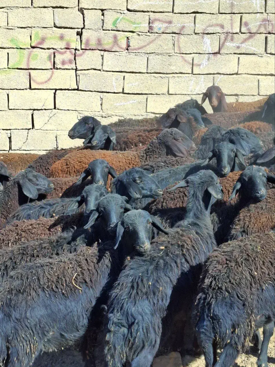 توخلی ماده قره قزل موقعیت زنجان|حیوانات مزرعه|بروجرد, |دیوار