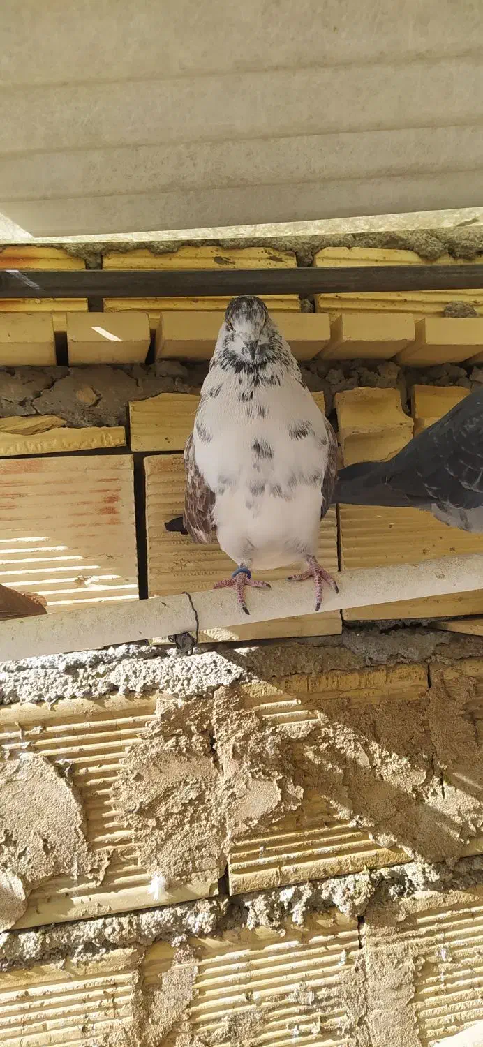 کبوتر|پرنده|شهرضا, |دیوار