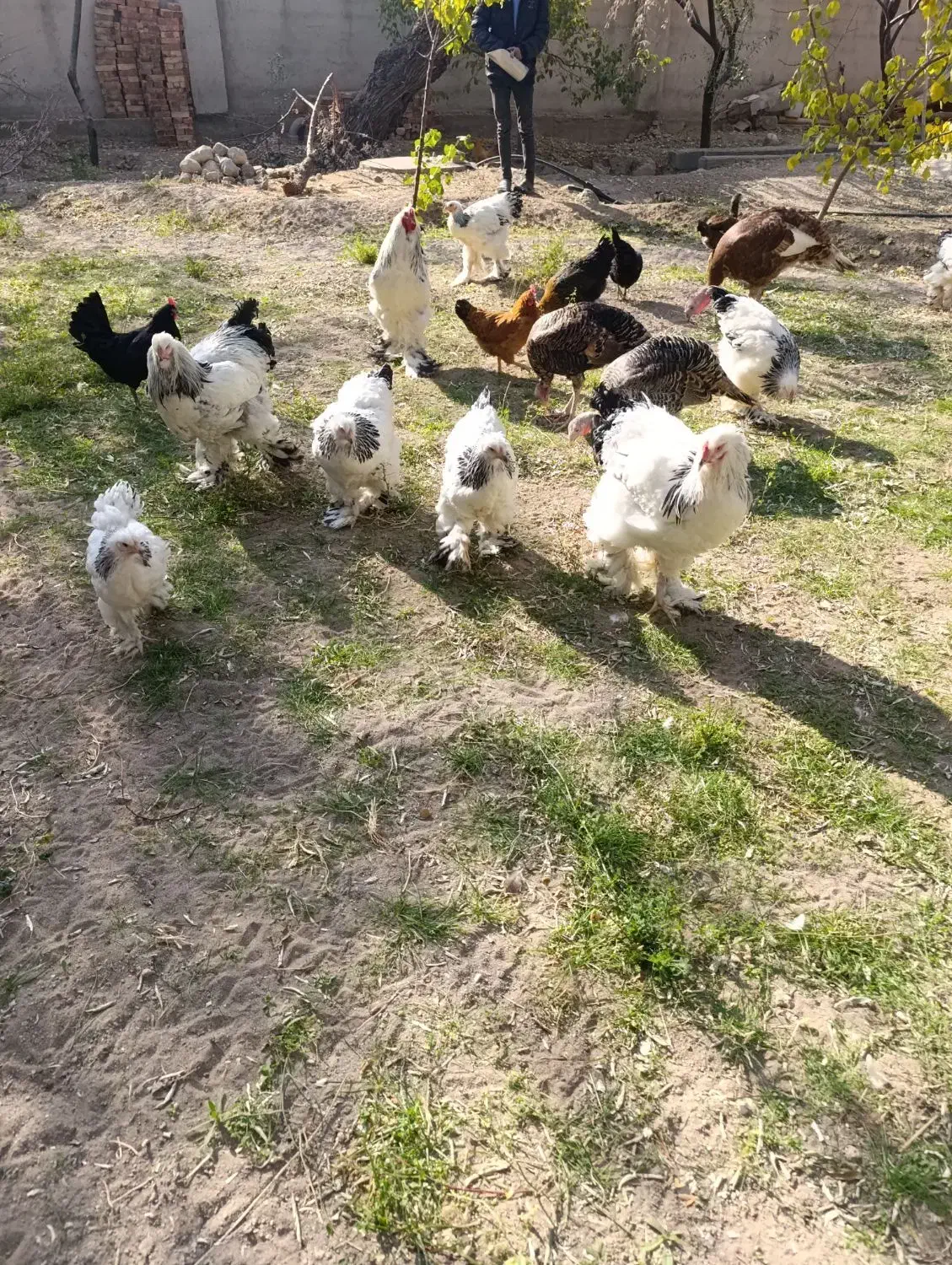 فروش برهما لایت|حیوانات مزرعه|آذرشهر, |دیوار