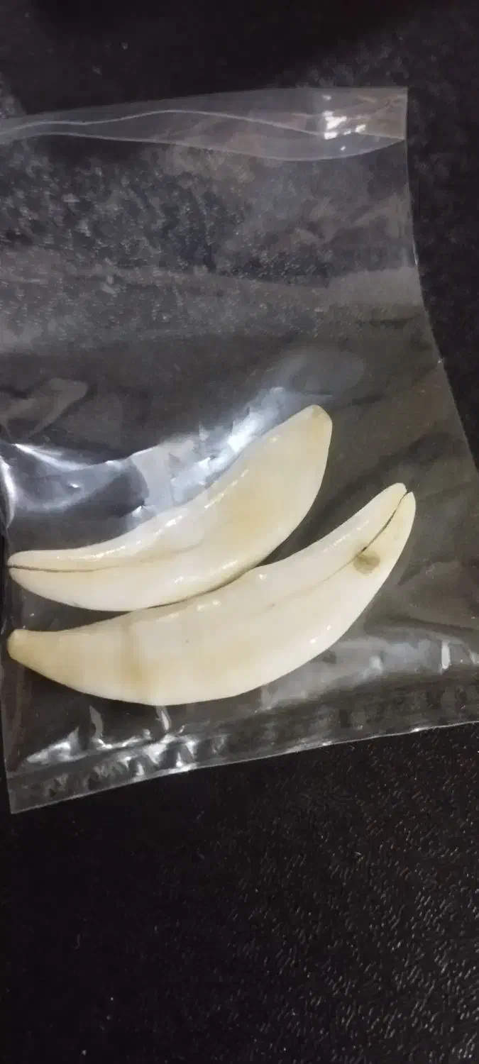 لول و جای حرز رنگ ثابت|کلکسیون اشیاء عتیقه|ری, سیزده آبان|دیوار