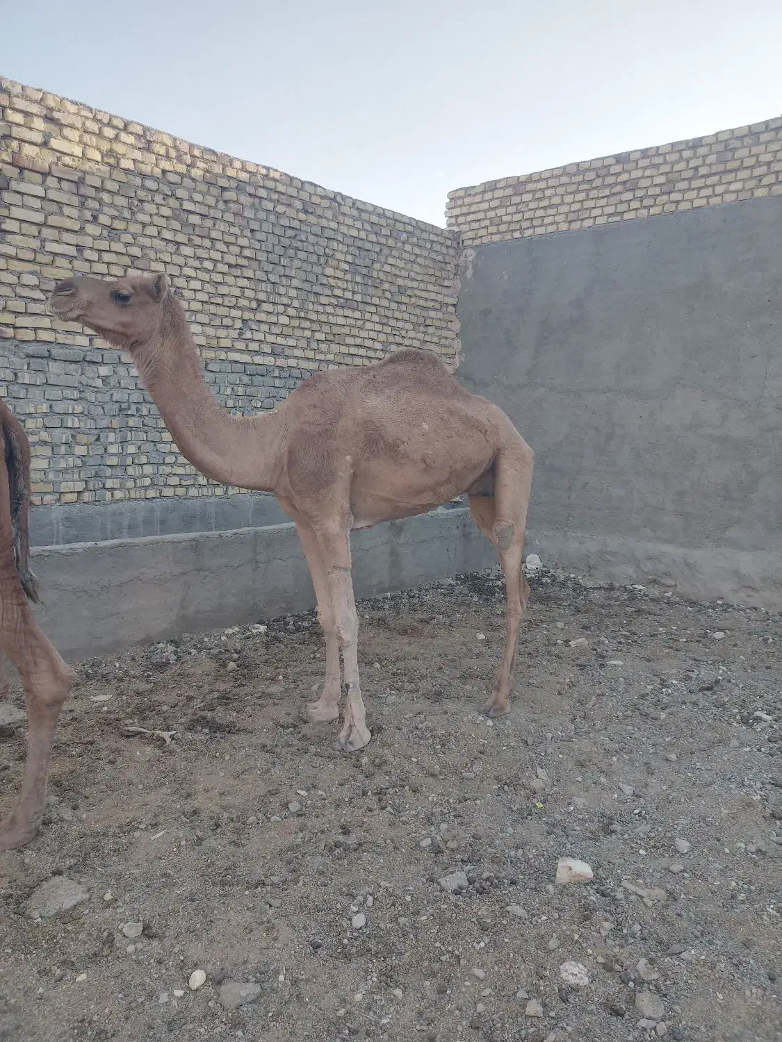 شترارام برای پروار|حیوانات مزرعه|ندوشن, |دیوار