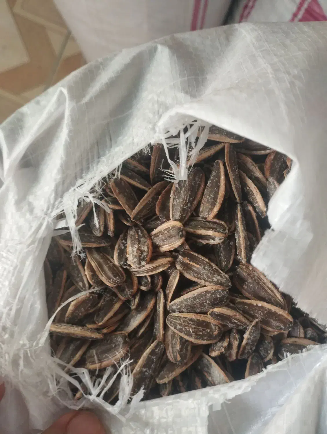 تخمه خوی|عمده‌فروشی|ارس, |دیوار