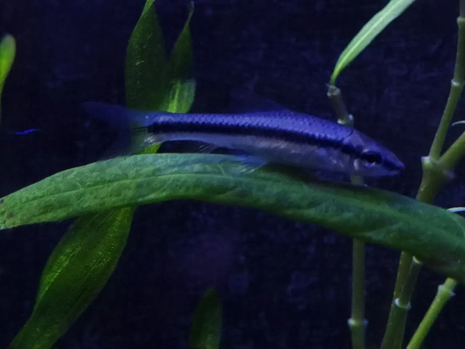 کت سیامی|ماهی|مشهد, نیروی هوایی|دیوار