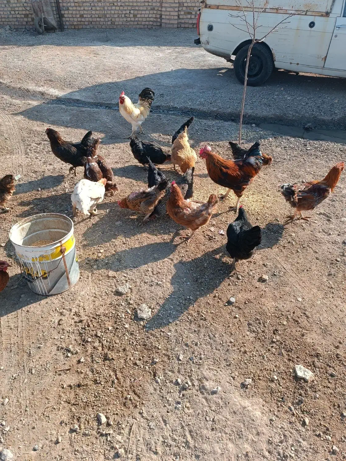 تعدادی مرغ و خروس محلی فروشی|حیوانات مزرعه|تاکستان, |دیوار