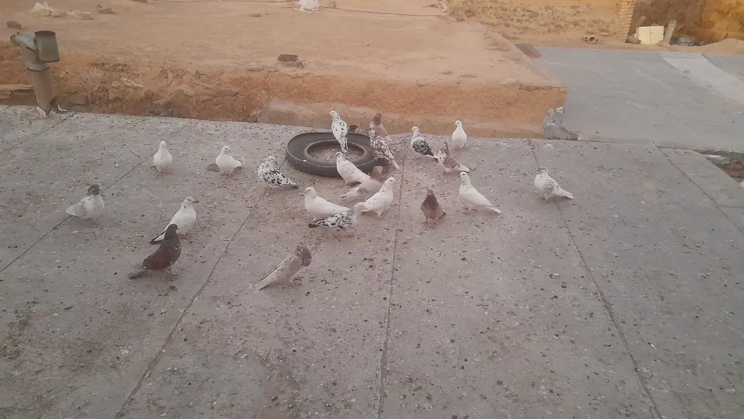 حدودآ۲۰عددکبوتر بفروش میرسد|پرنده|کوراییم, |دیوار