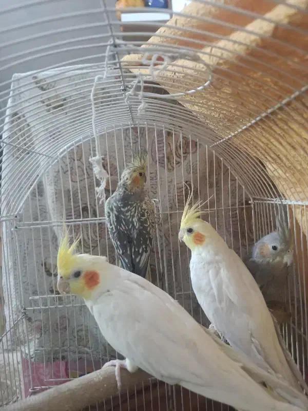 عروس هلندی|پرنده|کرج, آق تپه|دیوار