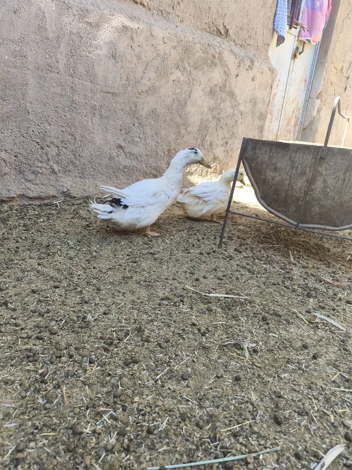 اردک|حیوانات مزرعه|خوسف, |دیوار