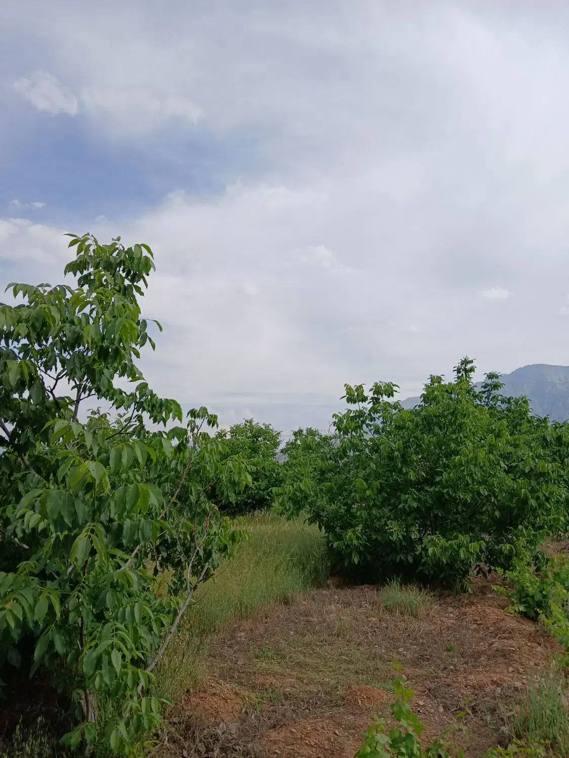 فروش باغ گردو|فروش دفتر صنعتی، کشاورزی، تجاری|بیستون, |دیوار