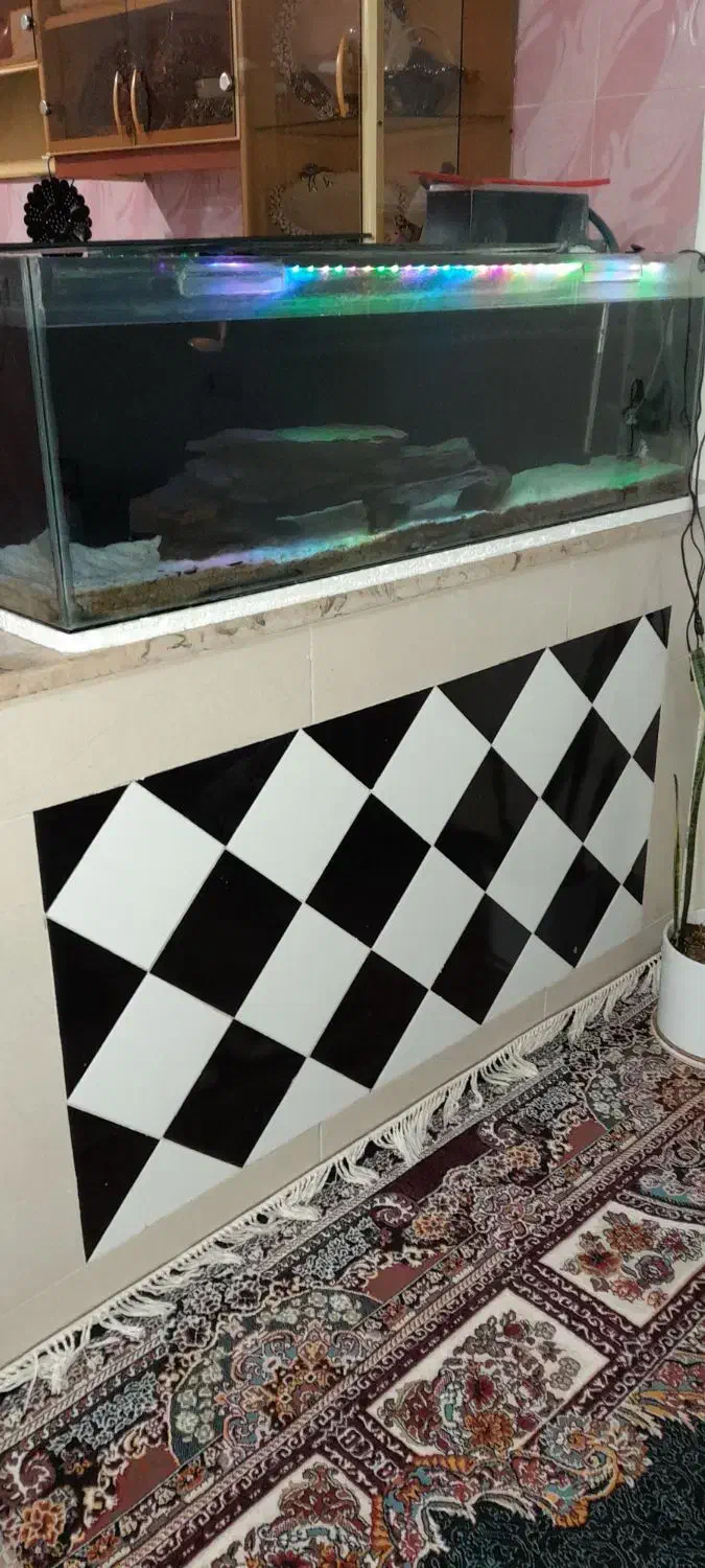 آکواریوم|ماهی|کاشمر, |دیوار