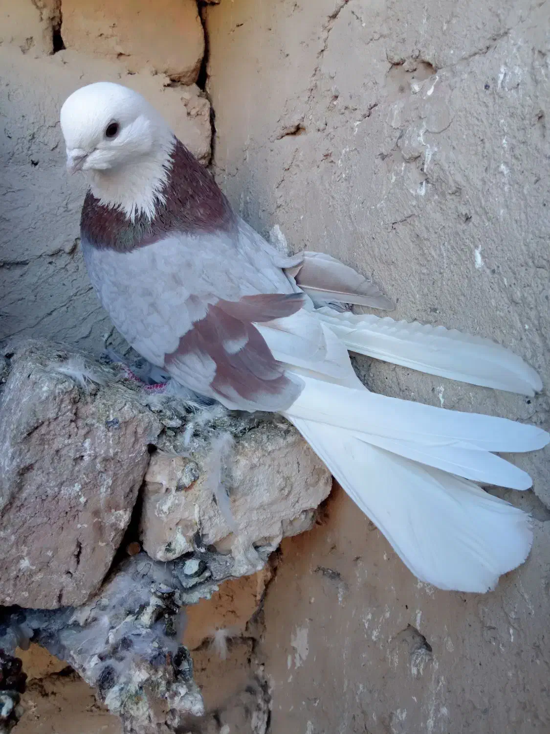 کبوتر|پرنده|لالجین, |دیوار