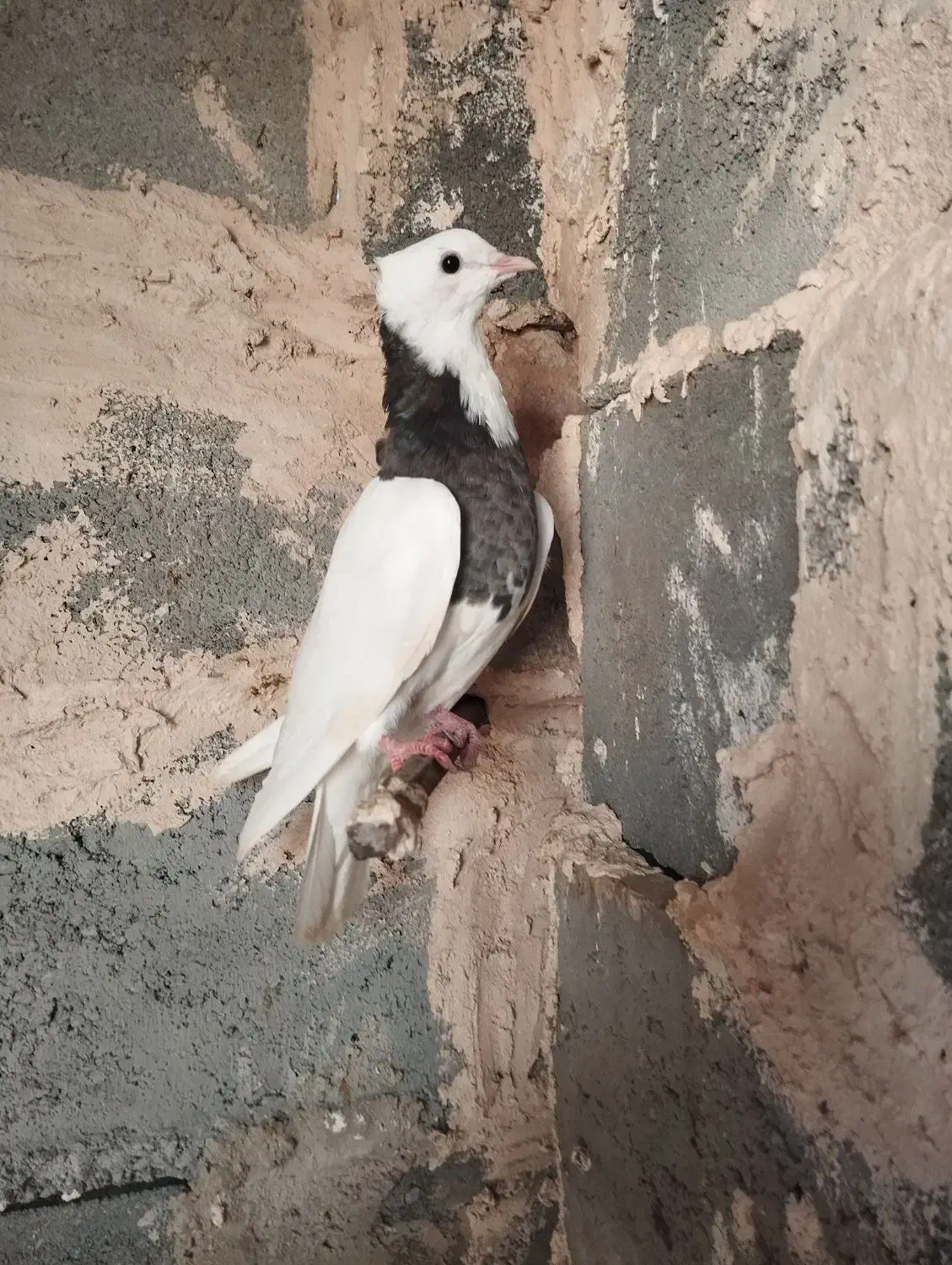طوقی|پرنده|رودان, |دیوار