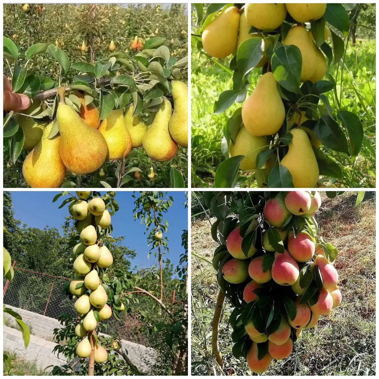 انواع نهال میوه بادام ،پسته،گردو|خدمات باغبانی و درختکاری|نیشابور, مبارکه|دیوار