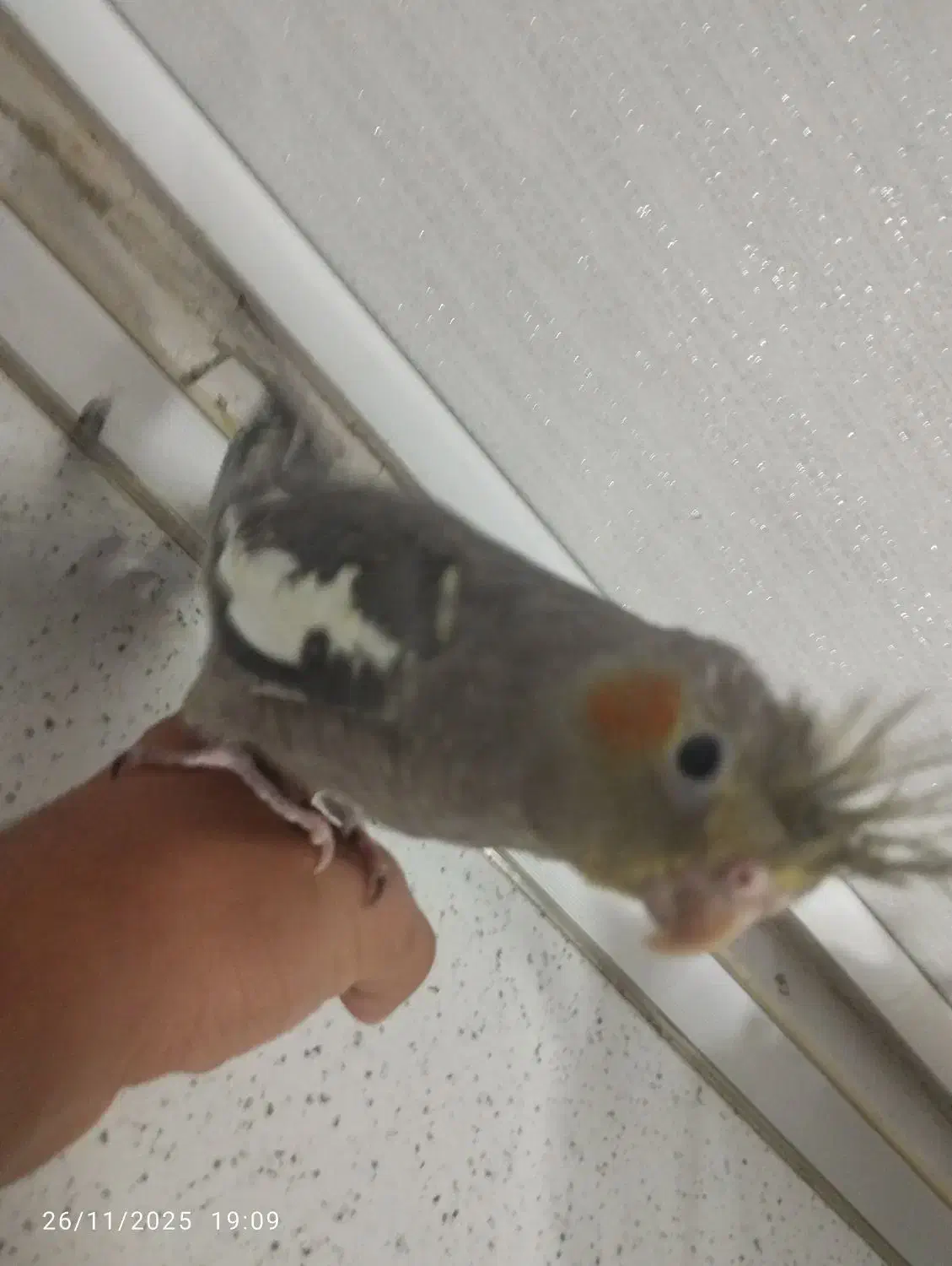 عروس هلندی دستی|پرنده|بومهن, |دیوار