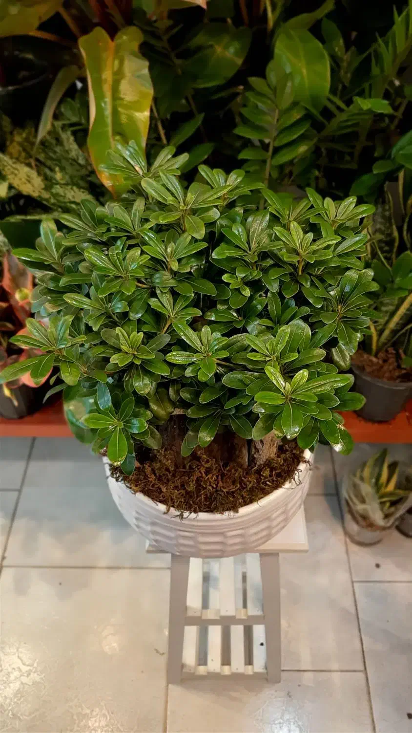 بنسای/پیتستروم گل آپارتمانی گیاه آپارتمانی|گل و گیاه طبیعی|فردیس, فردیس|دیوار