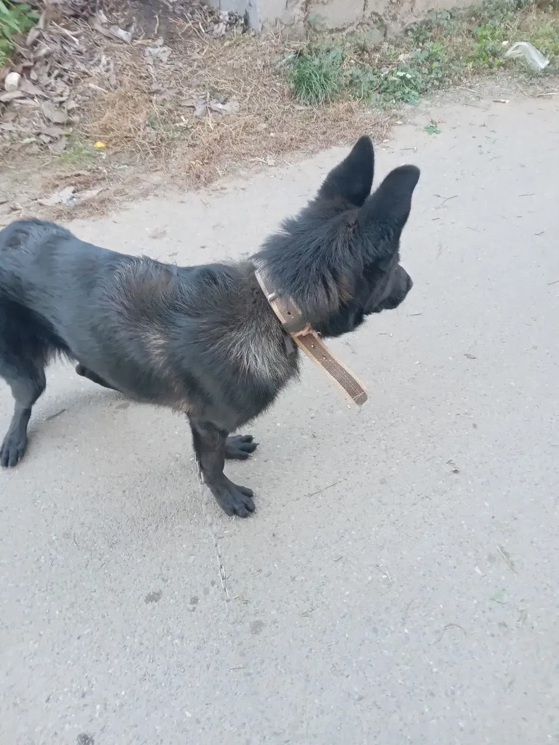 سگ ژرمن ورک مخصوص نگهبانی و اموزش|سگ|لنگرود, |دیوار