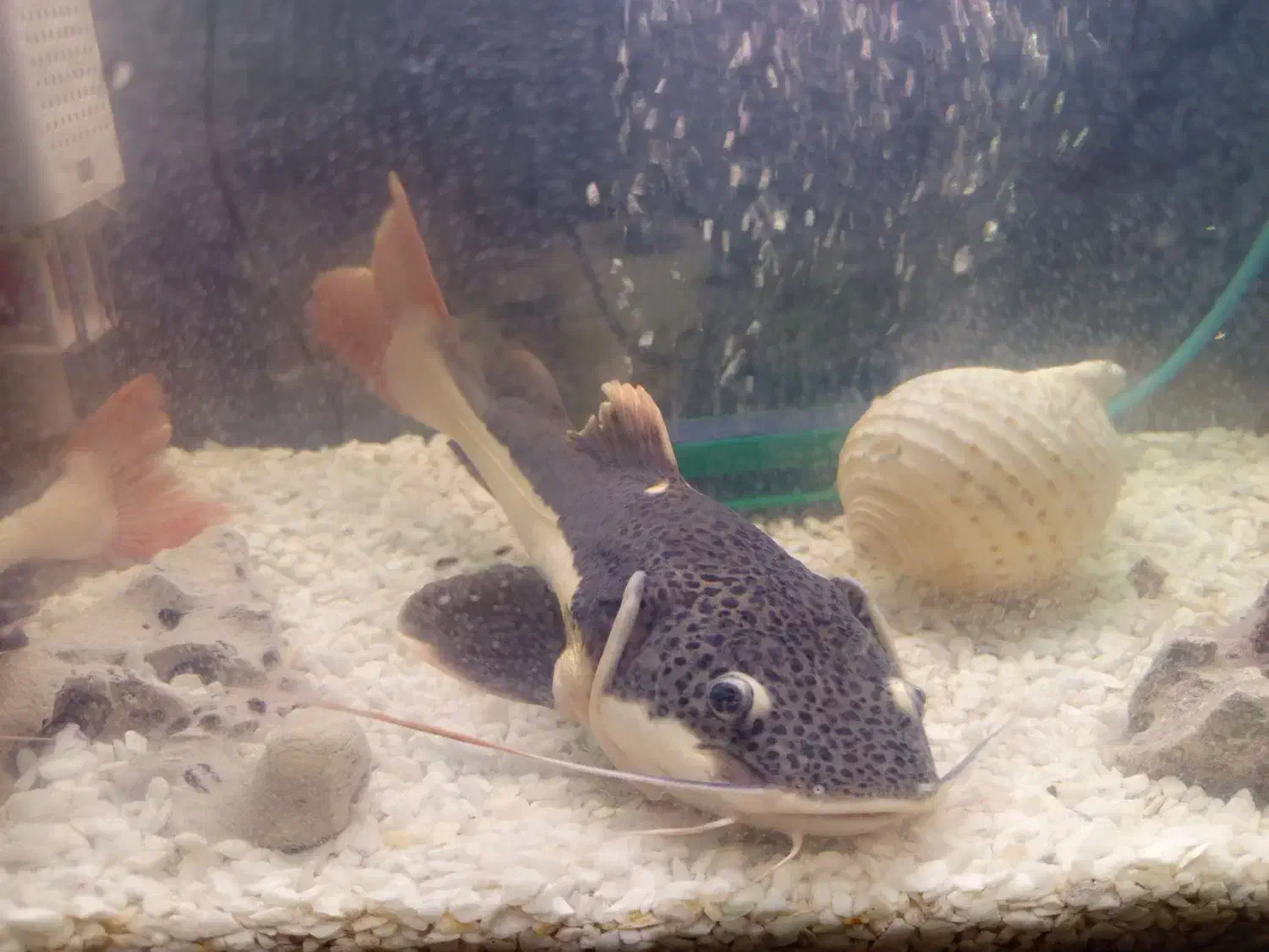 2 عدد ردتیل ماهی با اکواریوم و لوازم|ماهی|هشتگرد, هشتگرد قدیم|دیوار