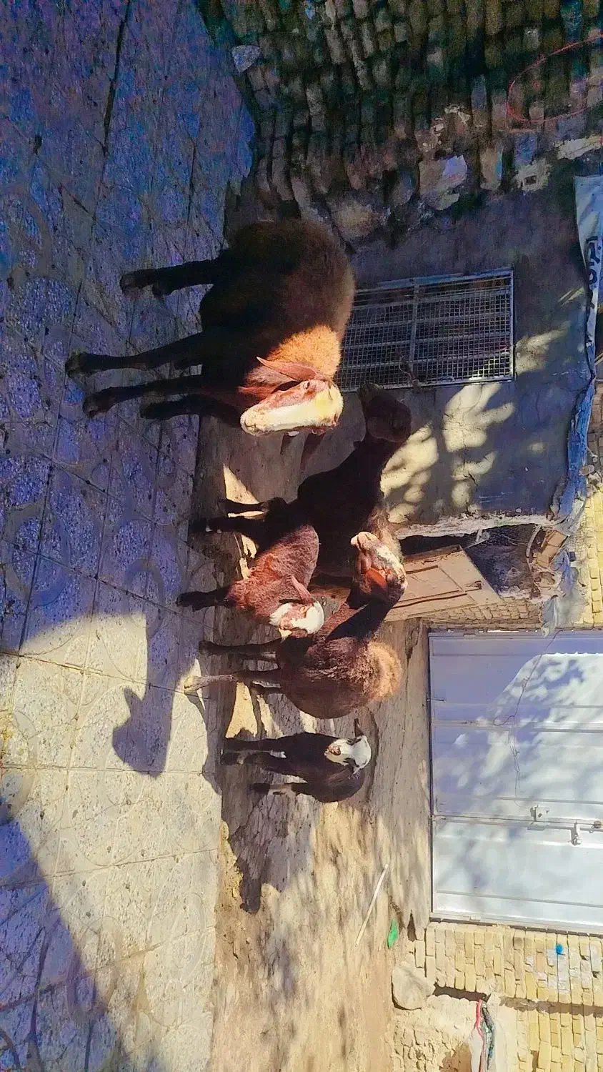 سه عدد میش و بره|حیوانات مزرعه|بروجرد, |دیوار