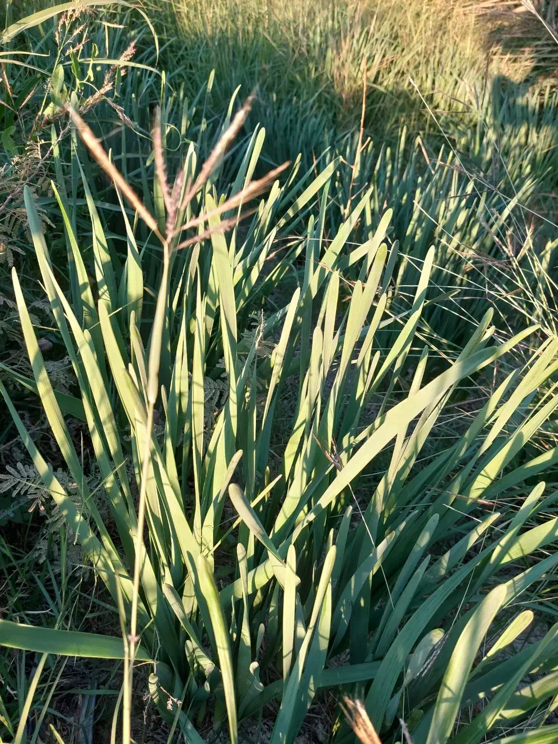 گل نرگس مرغوب بهبهان|گل و گیاه طبیعی|بهبهان, |دیوار
