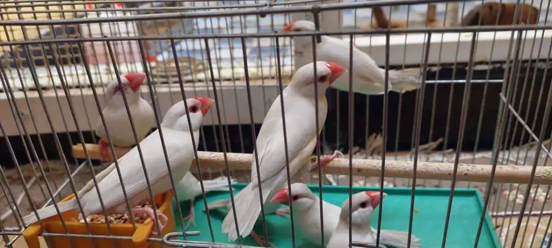 فنچ کرم لایت|پرنده|شیراز, ده پیاله|دیوار