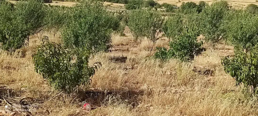 فروش باغ وملک خانه باغ سراب ایوان|فروش دفتر صنعتی، کشاورزی، تجاری|ایوان, |دیوار