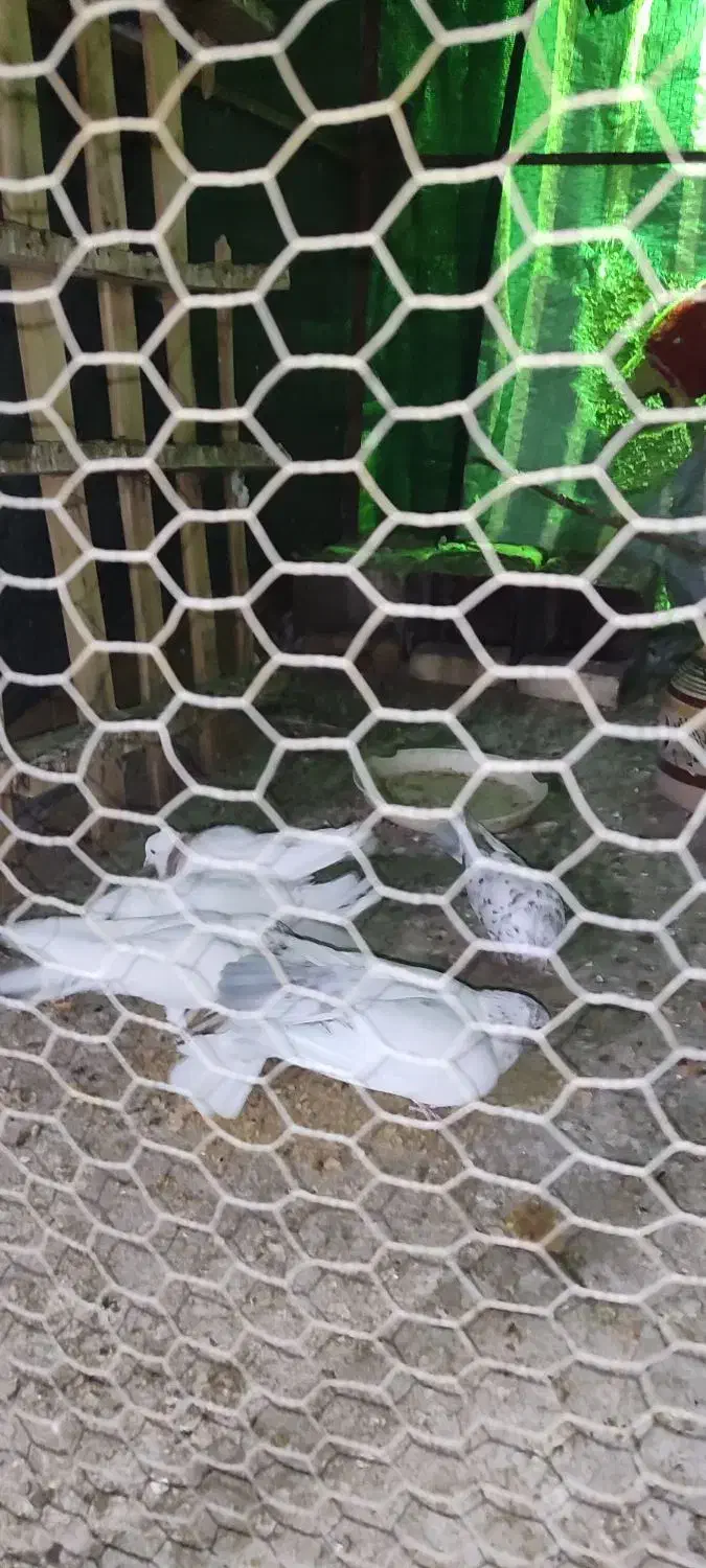 کفتر پرشی|پرنده|مهریز, |دیوار