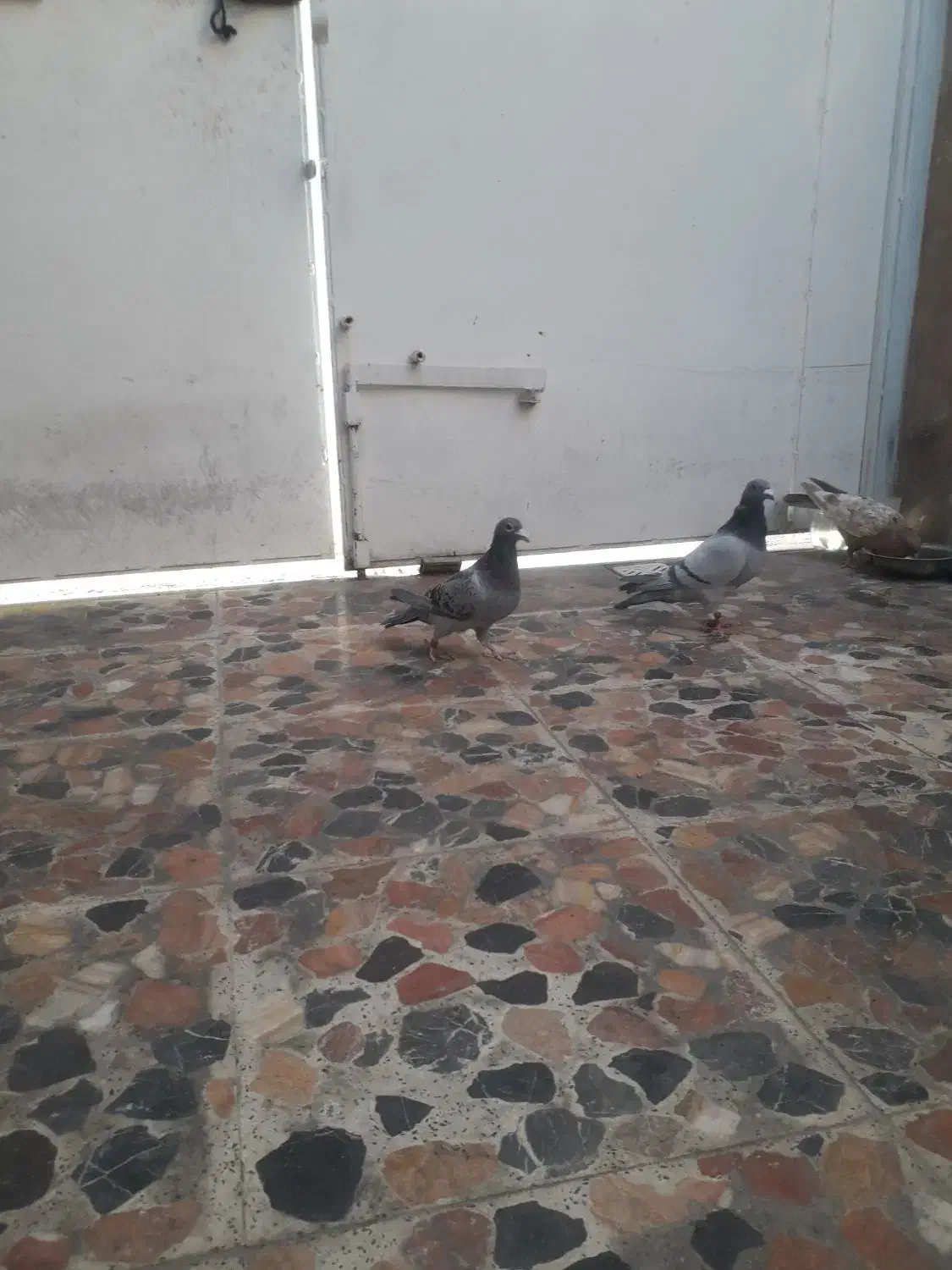 چهار کبوتر سه عدد پلاکی ویک شهری|پرنده|شیراز, دلجو|دیوار