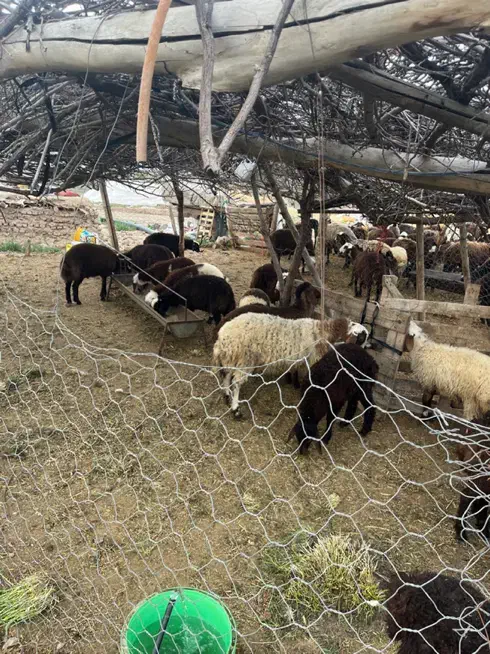 فروش گوسفند نر|حیوانات مزرعه|قزوین, |دیوار