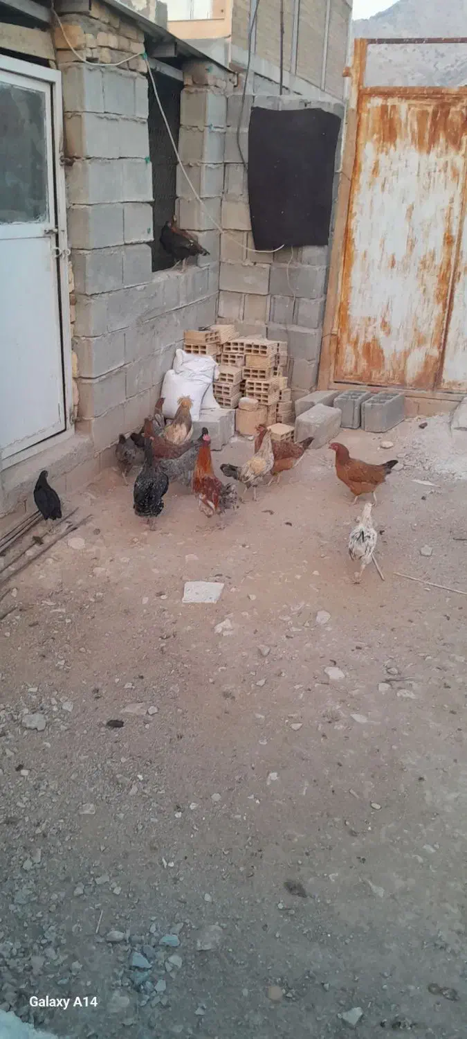 مرغ خروس|حیوانات مزرعه|سرپل ذهاب, |دیوار