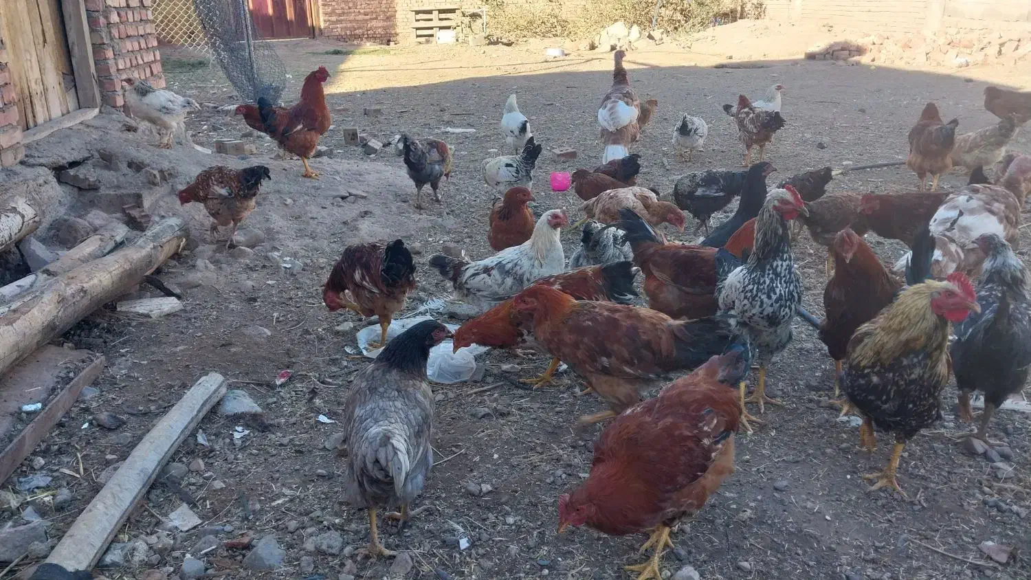 مرغ وخروس محلی|حیوانات مزرعه|کشکسرای, |دیوار