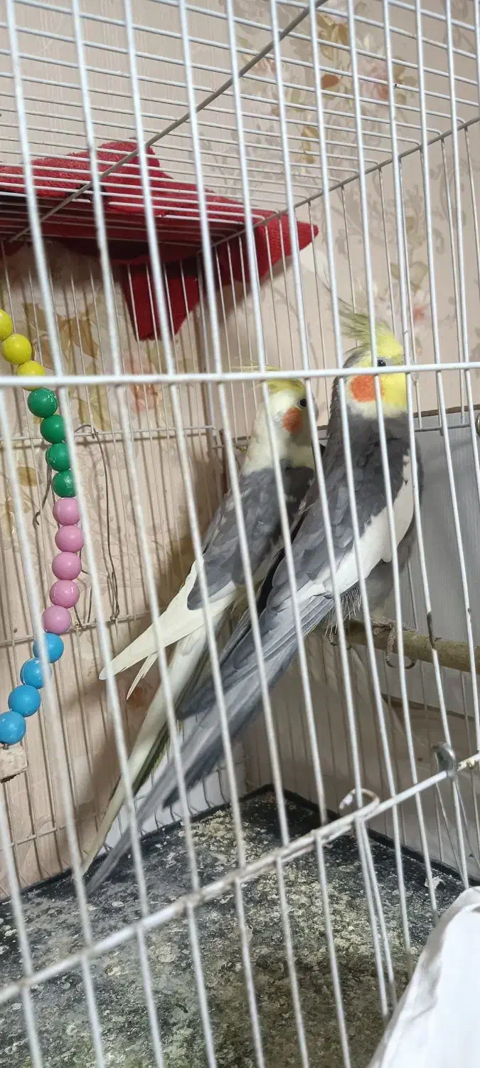 عروس هلندی کار داده|پرنده|مشهد, شهرک مهرگان|دیوار