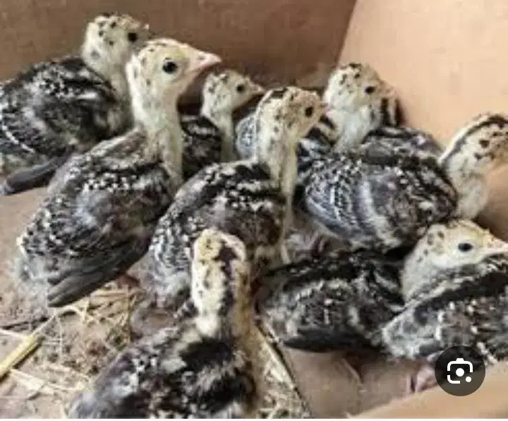 بوقلمون|حیوانات مزرعه|کرج, ترمینال کلانتری|دیوار