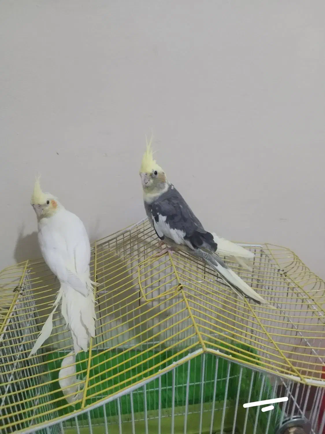 فروش یه عدد عروس هلندی ماده گل باقالی مست|پرنده|مشکین‌دشت, |دیوار