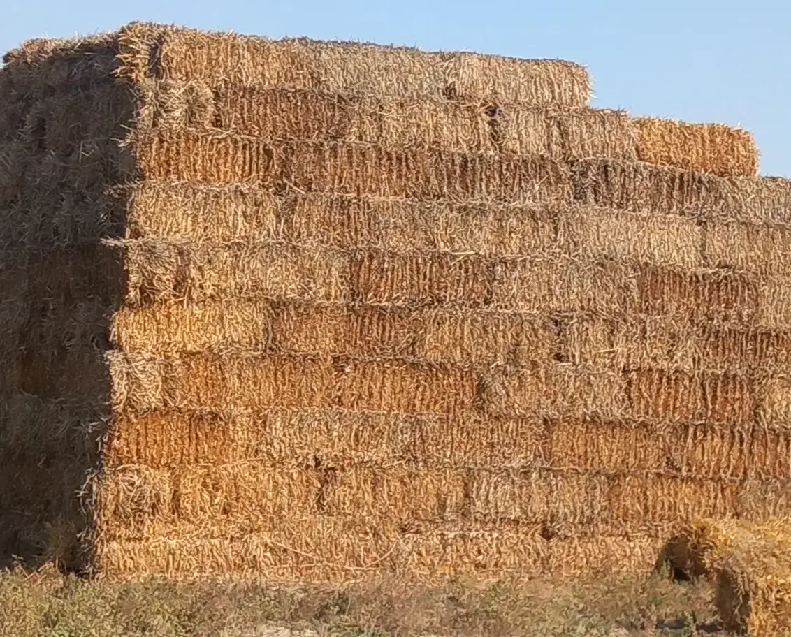 کاه پرس گندم|لوازم جانبی حیوانات|گمیشان, |دیوار